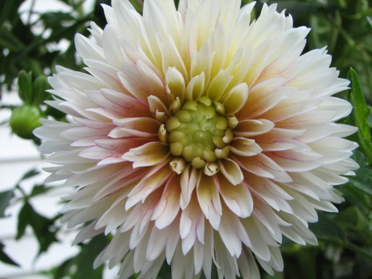 close up po of the center part of a white flower