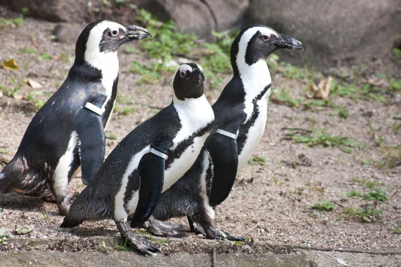 three penguins sitting in a line facing opposite directions