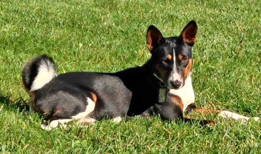 a black and white dog laying in the grass