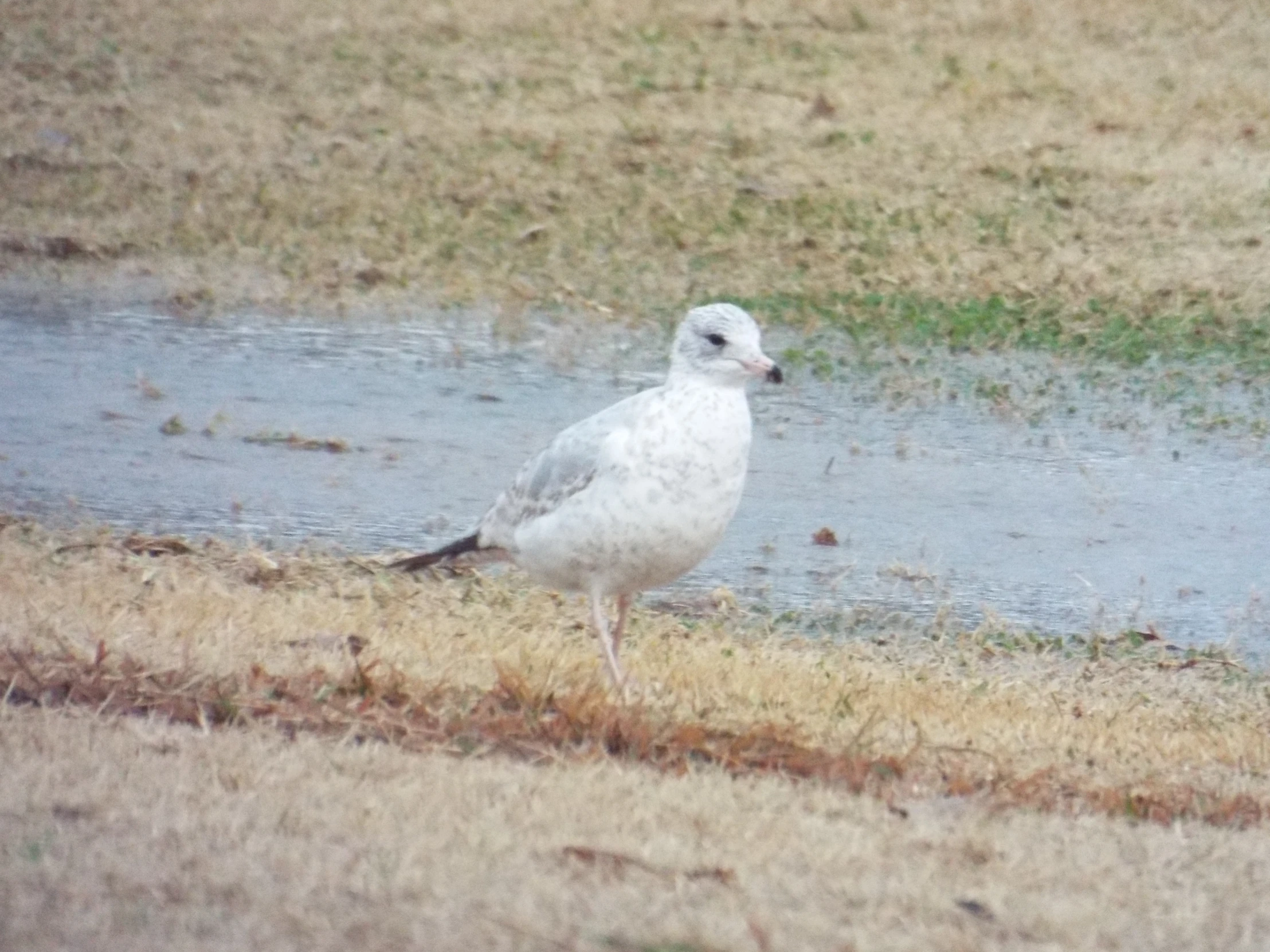 a bird standing in the grass by some water