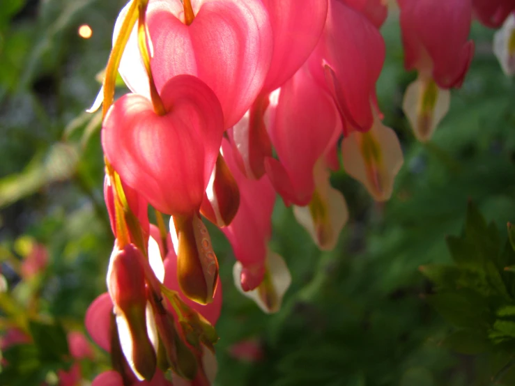 a flower is growing near some grass