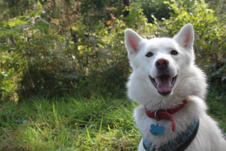 a white dog with a red collar is panting at the camera