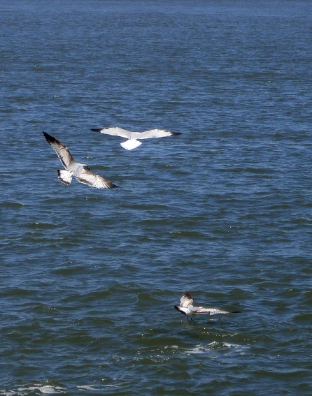 several birds flying above the water together