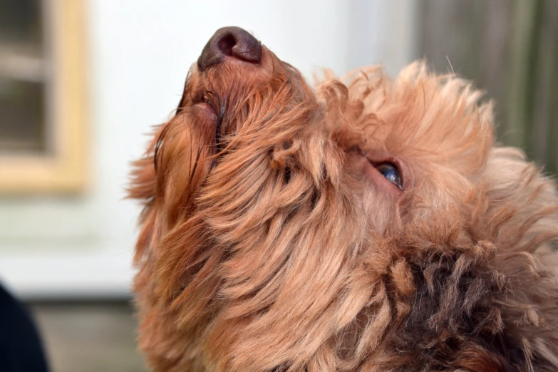 a gy dog looking up in the air