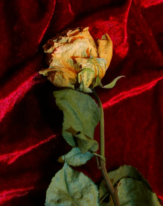 a dying rose is sitting on a velvet surface