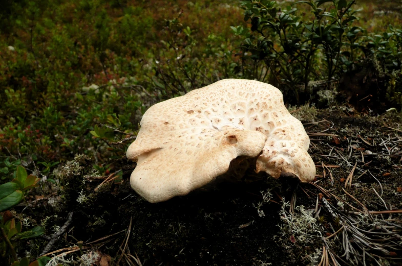 a mushroom that is laying in the grass