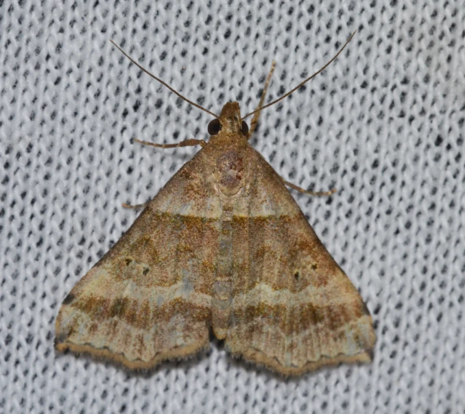 a very large brown and white moth sitting on top of a sheet