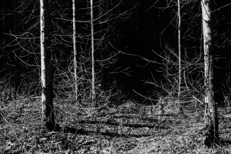 there is a black and white po of trees in the woods