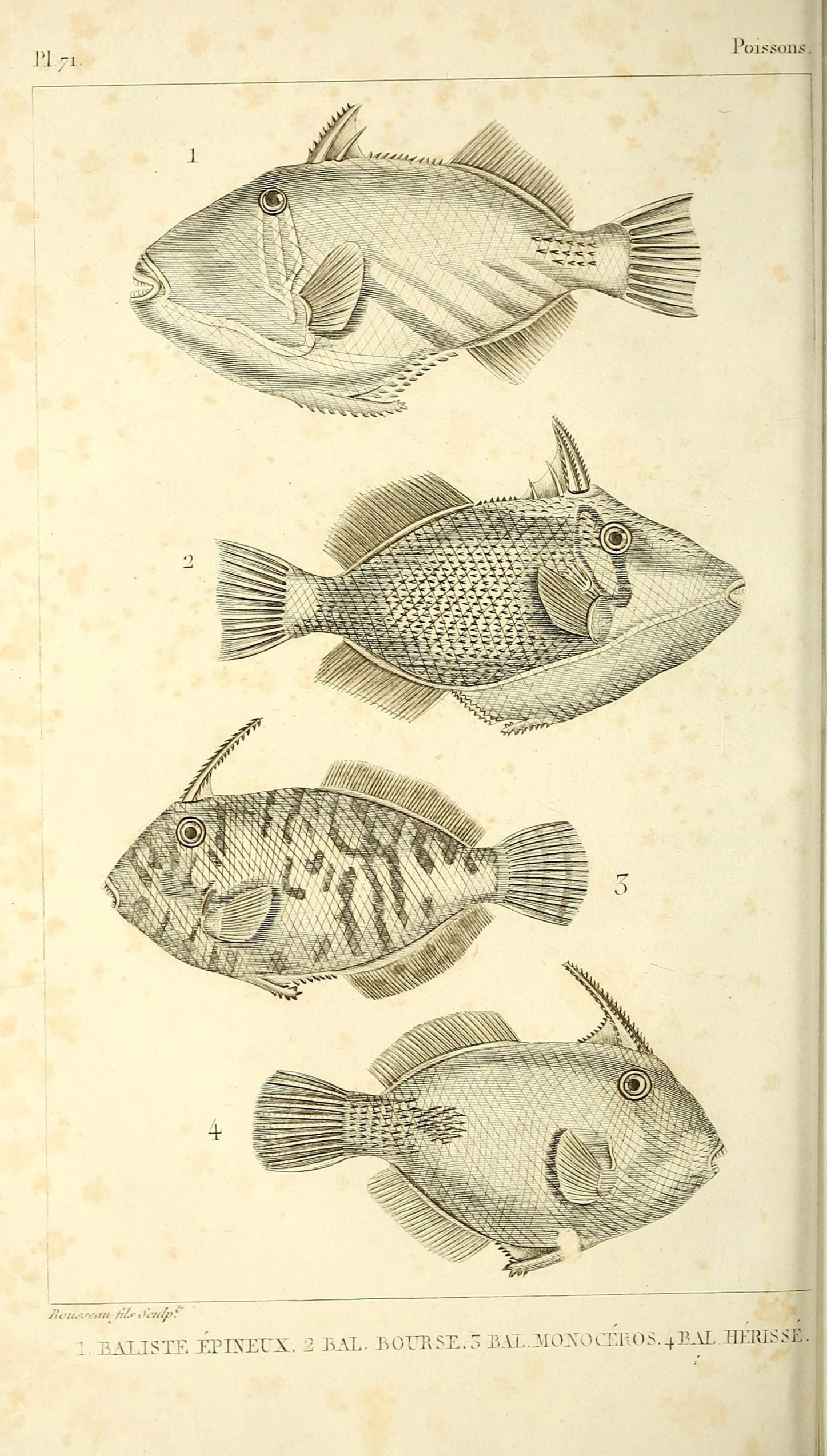 an illustration of various fish from a book