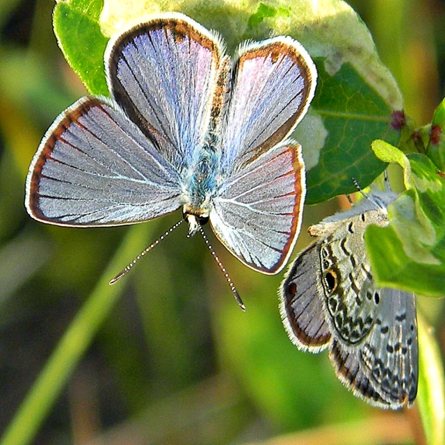 a blue erfly is resting on a leaf
