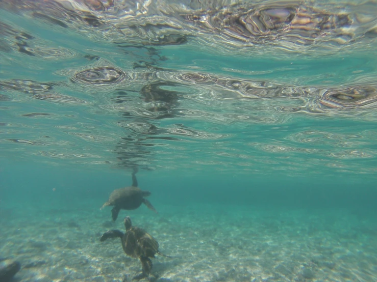 a turtle swimming across a shallow ocean