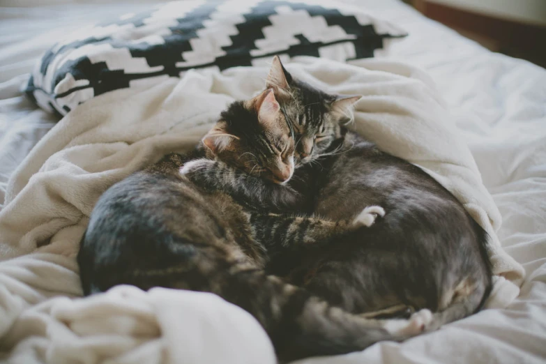 two cats curled up and sleeping on a bed