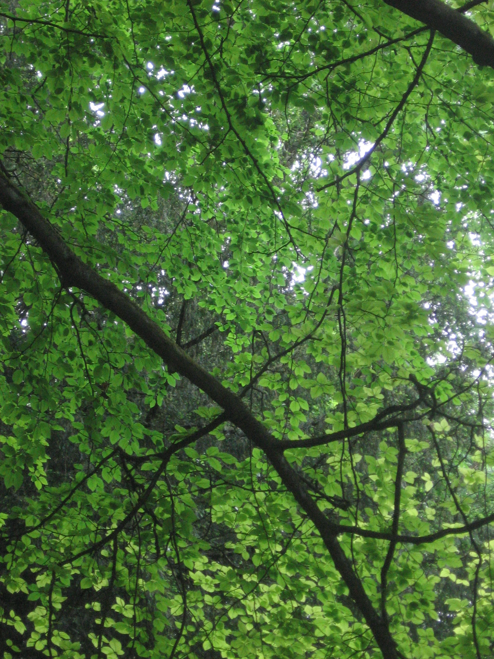 the leaves on a tree are green