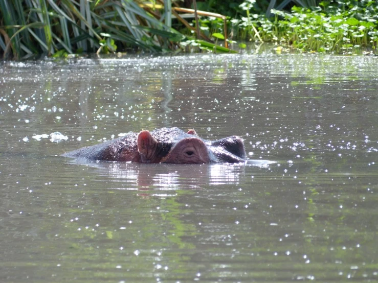 an elephant floating in some water with its head submerged