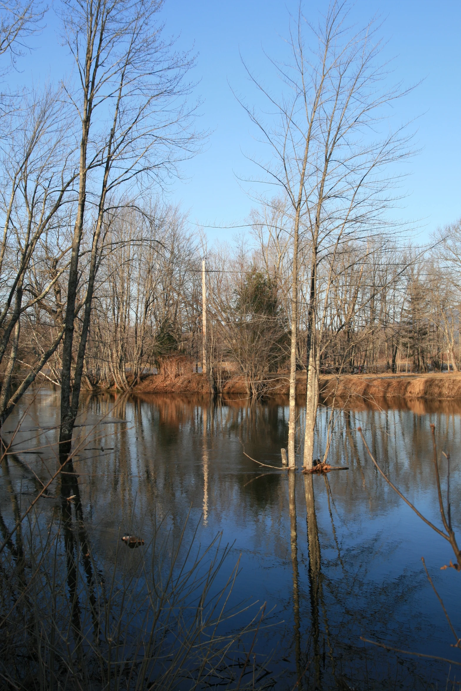 several trees with no leaves next to water