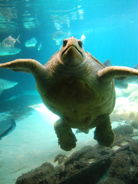 a turtle swimming in the ocean near other marine life