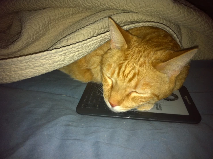 an orange cat is sleeping on top of a laptop