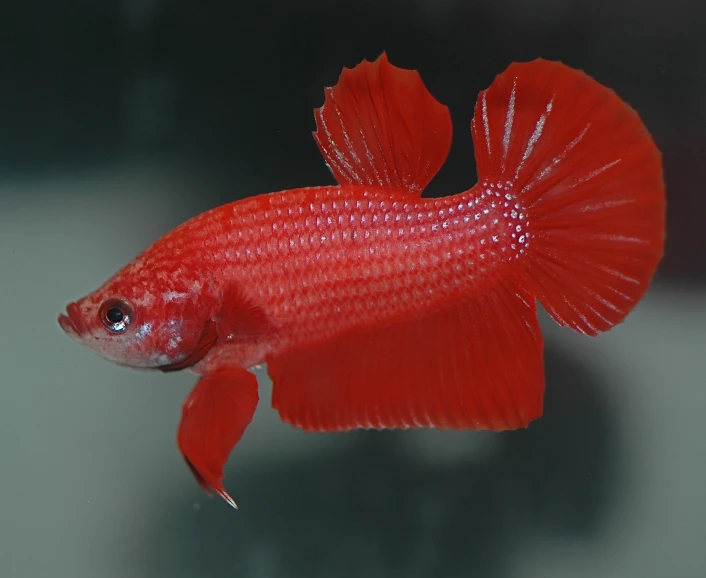 a red fish with long tail swimming in a tank