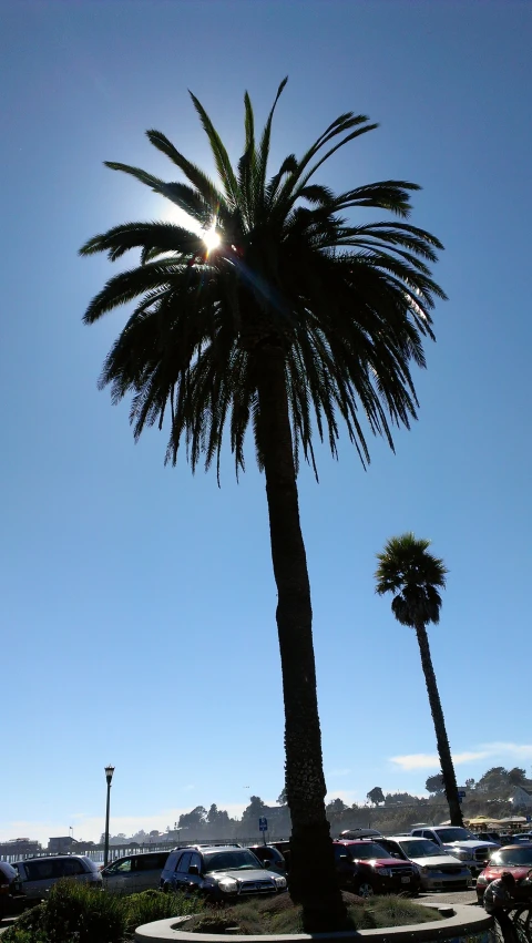 a big palm tree near some bicycles