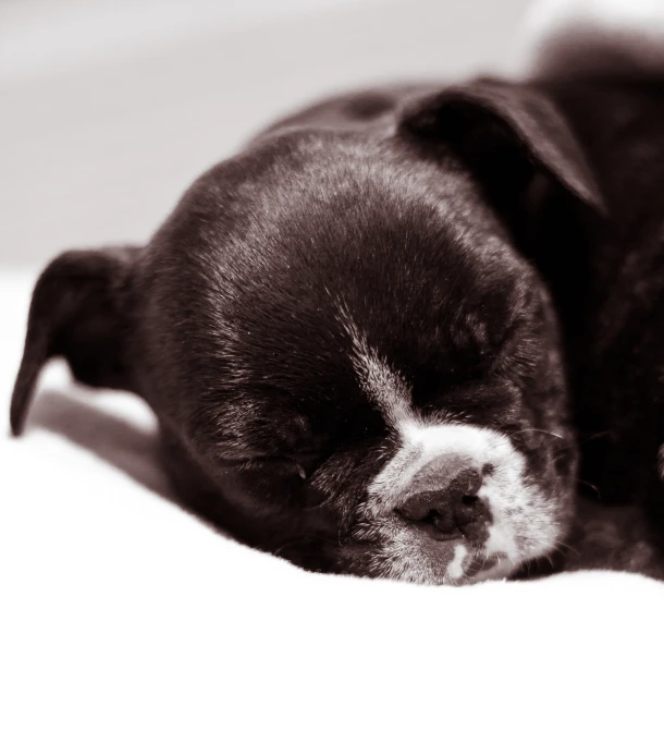 a small dog laying down on a bed with its head resting on the pillow