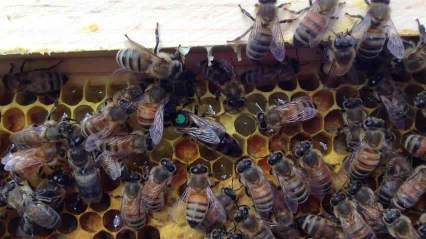 a group of bees are on a beehive