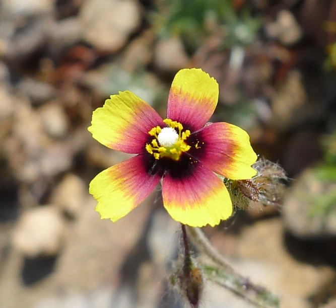 small flower is growing on the stem and surrounded by stones