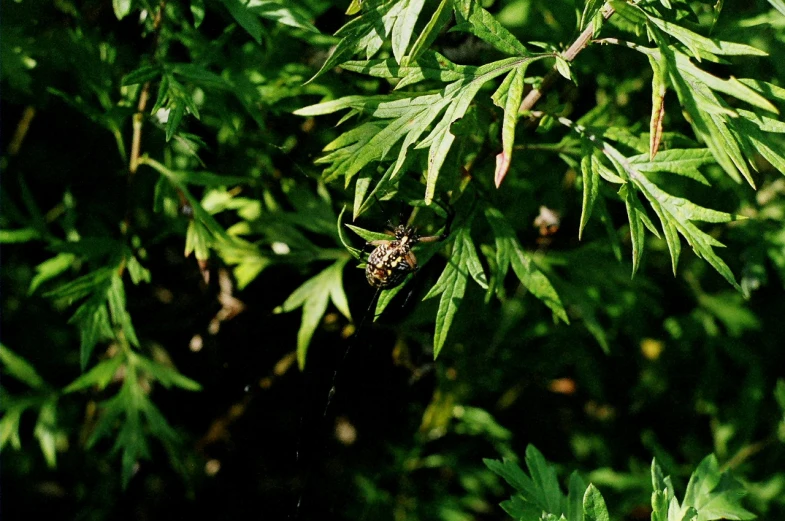 a spider that is hanging from a web