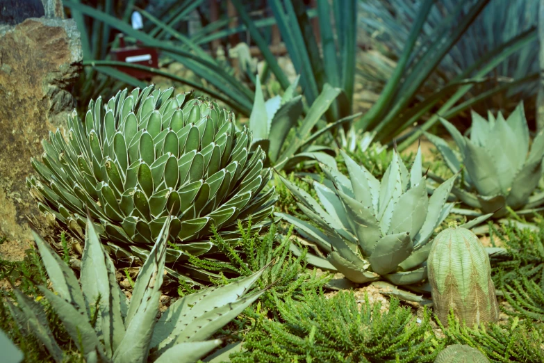 some green cactus plants are in a field