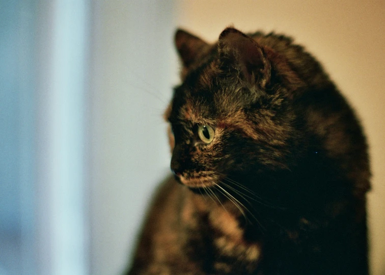 a large black cat is sitting next to the window