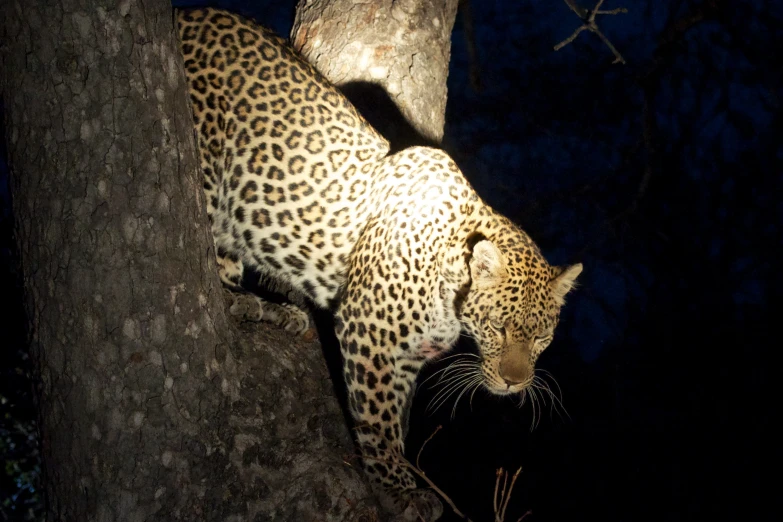 a large leopard standing on the side of a tree