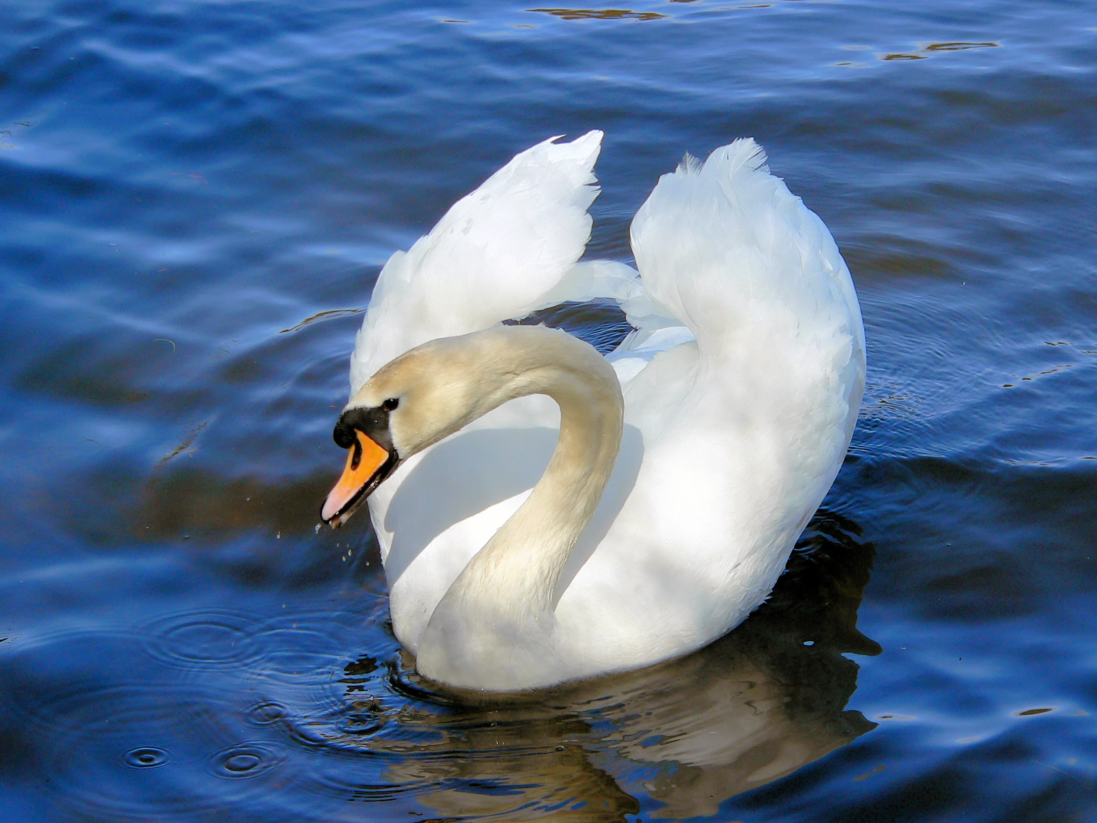 the swan is white and swimming in the water