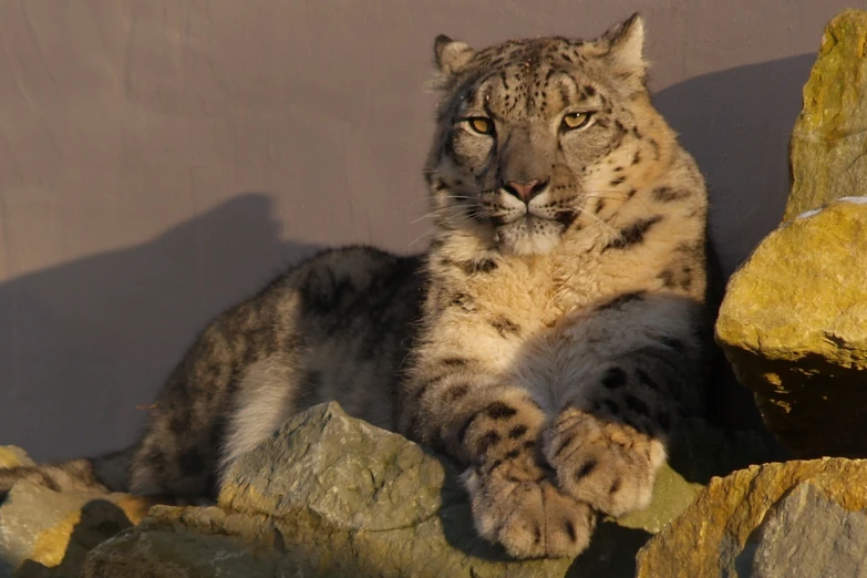 a snow leopard lying on some rocks and looking ahead