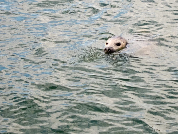 an animal in a body of water with trees