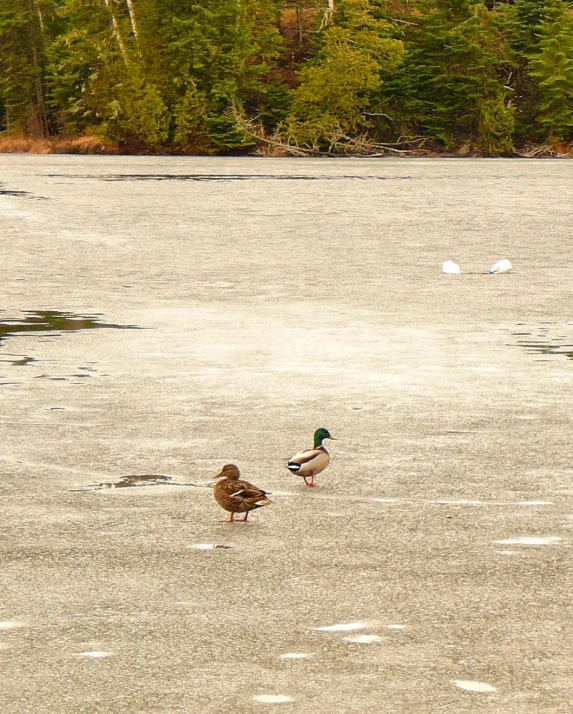 two ducks walking in the middle of a frozen pond