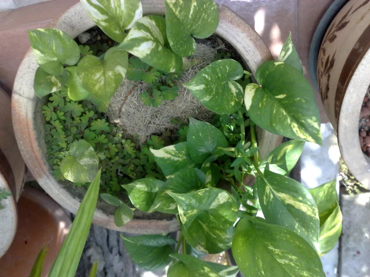 several pots with various plants growing in them