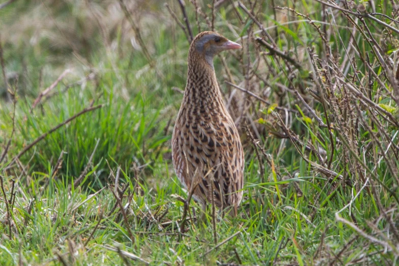 two quails are standing in the tall green grass