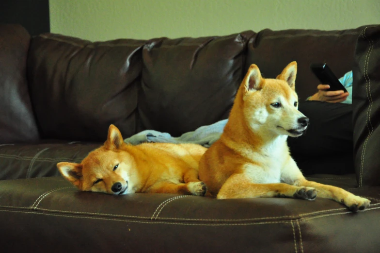 two large dogs lay on a couch and stare