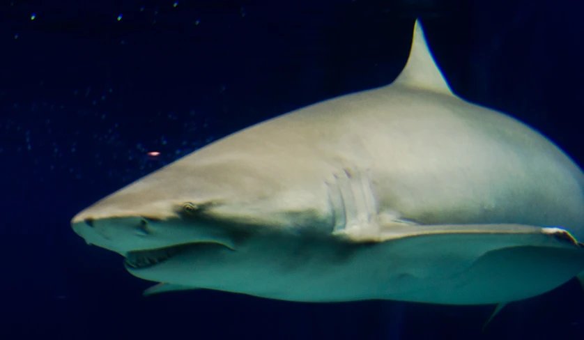 there is a large white shark swimming in the ocean