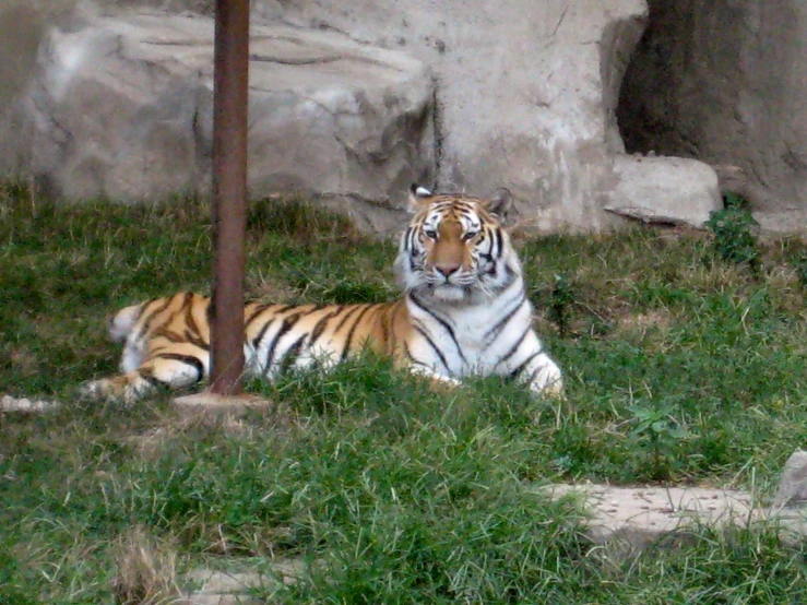 a large tiger laying on top of a lush green field