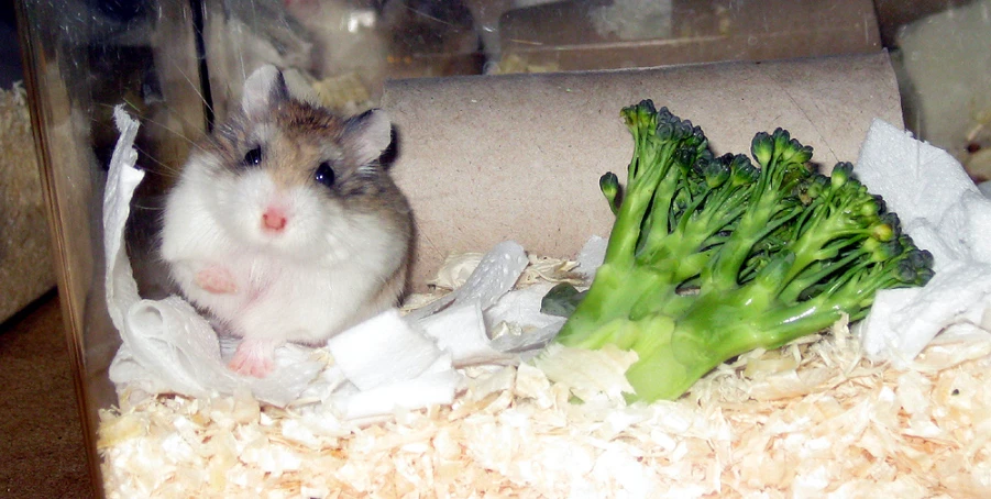 the hamster in the cage is next to the broccoli