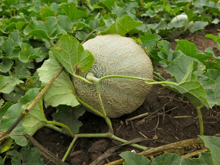 an odd looking vegetable grows on a patch of dirt