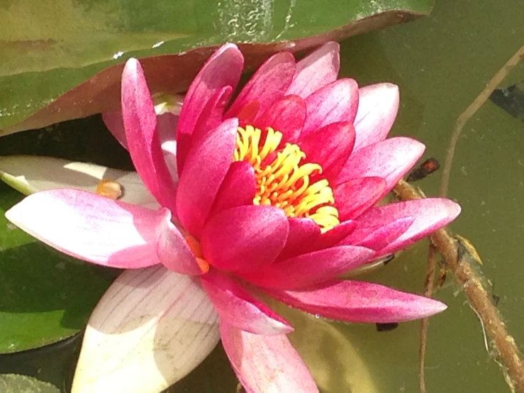 a close up of a flower on a water lily