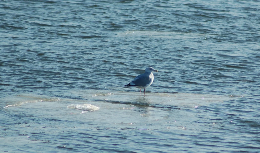 a small bird stands on the surface of the ocean
