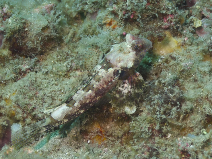 an sea animal is resting on the coral