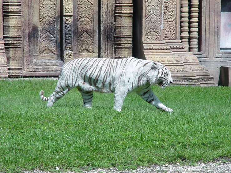 there is a white tiger walking in the green grass