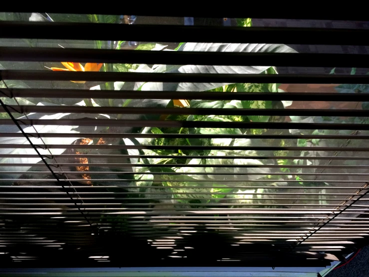 closeup view of leaves through blinds on a building