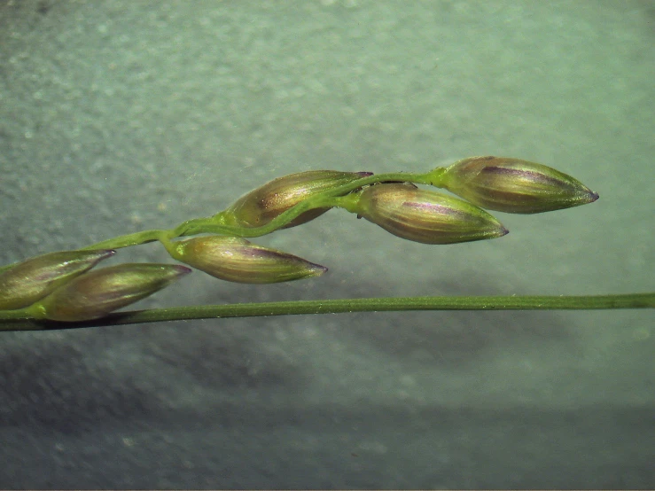 a close up of some flowers with the water drops on them