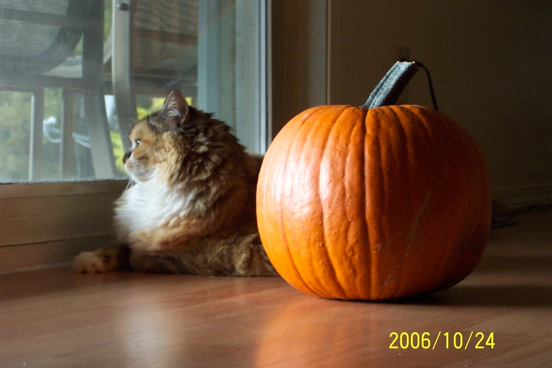 a cat sits beside a large orange pumpkin