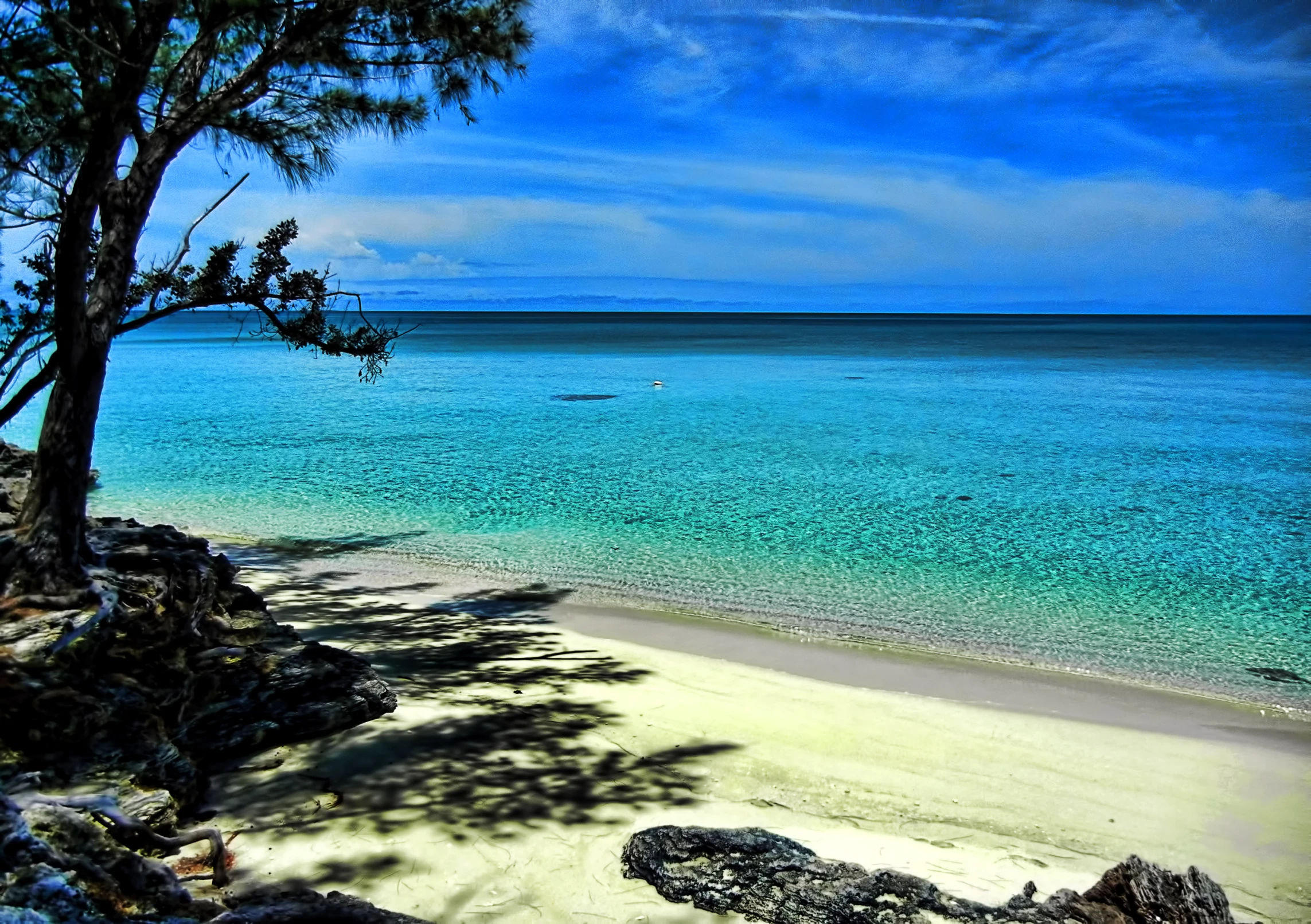 a beach with trees and the ocean