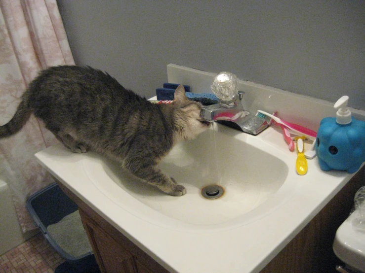 cat drinking water from sink in bathroom area